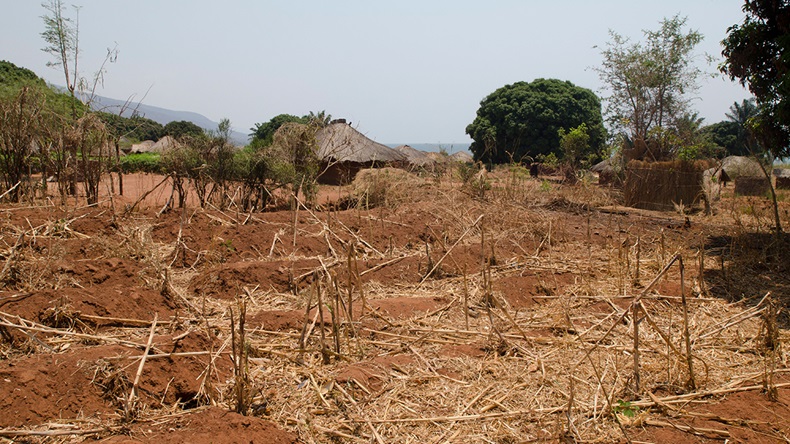 Drought-affected crops, Zambia