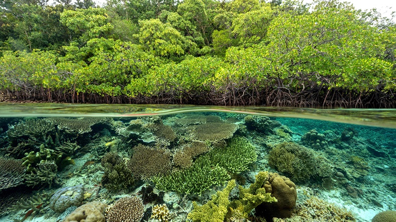 Mangrove and coral reef