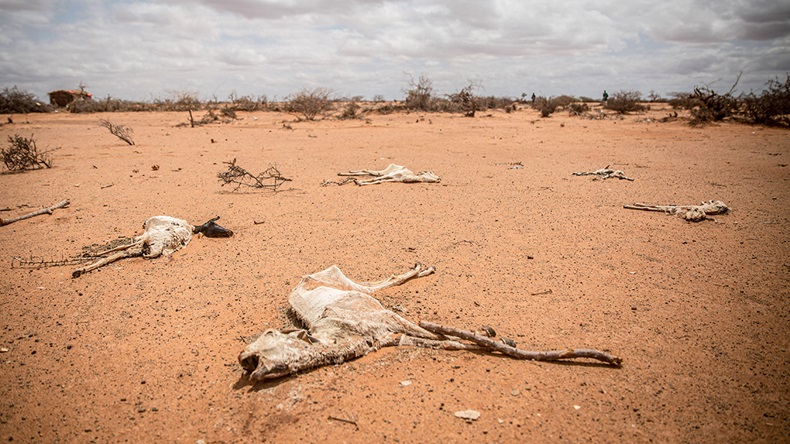 Somalia drought (2022) (Sally Hayden/SOPA Images via ZUMA Press Wire/Alamy Stock Photo)