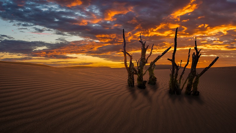 Desertification (Mike Maureen/Shutterstock.com)