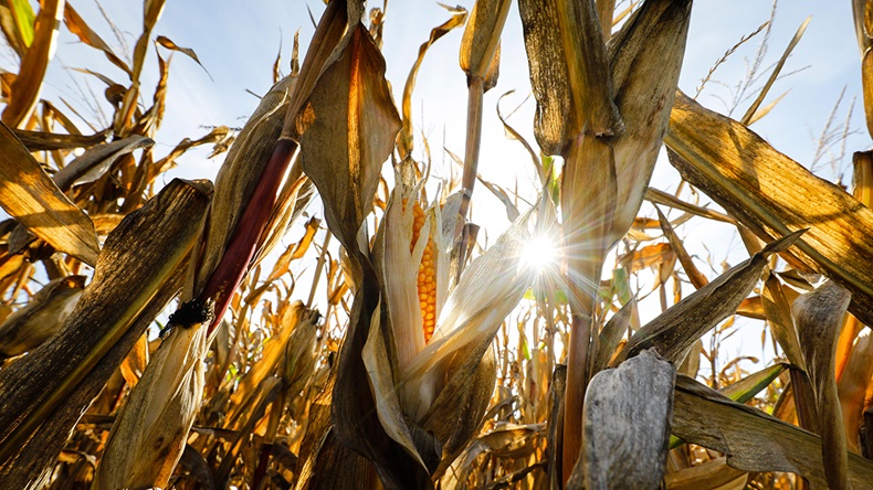 Maize (Agencja Fotograficzna Caro/Alamy Stock Photo)