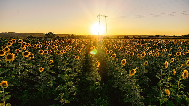 Ukraine sunflowers (Tiny Ivan/Alamy Stock Photo)