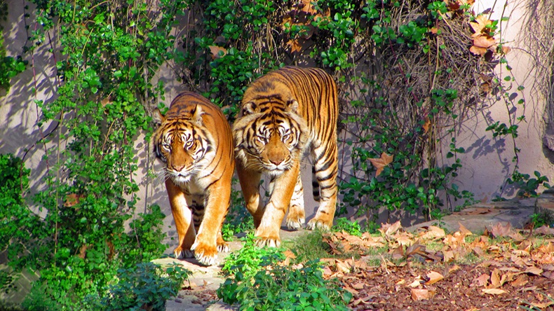 Tigers (Juha Jarvinen/Alamy Stock Photo)