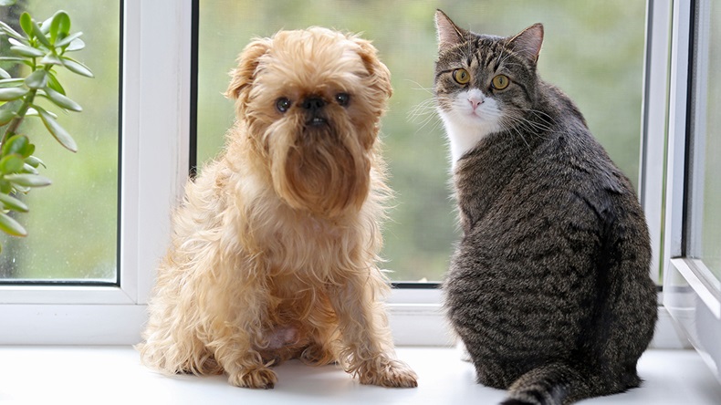 Dog and cat (Oxana Oleynichenko/Alamy Stock Photo)