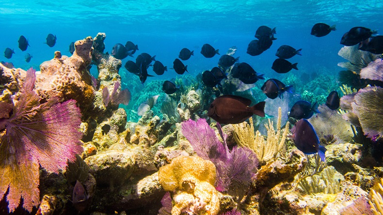 Mesoamerican Reef, Mexico (Jaime Leonardo Gonzalez Salazar/Alamy Stock Photo)