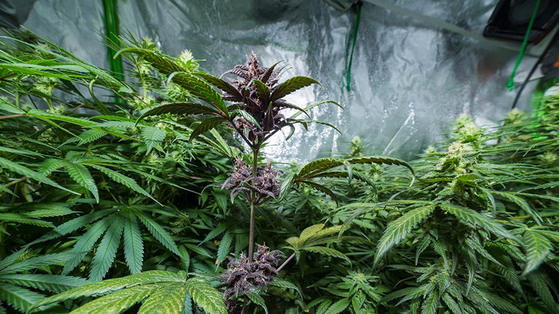 Cannabis farm (Libor Fousek/Shutterstock.com)