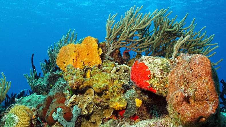 Coral reef (Andaman/Shutterstock.com)
