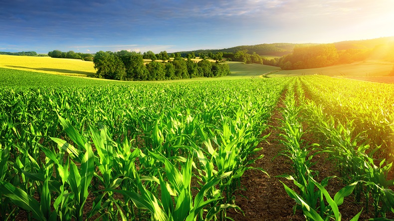 Corn field (Smileus/Shutterstock.com)