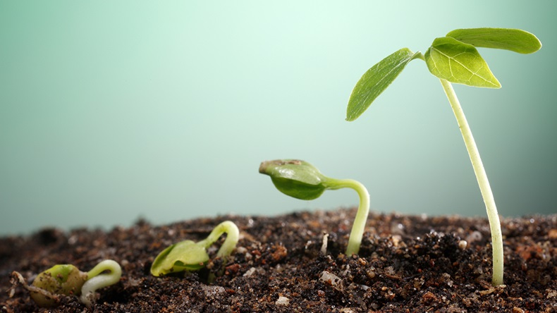 Growing plants (focal point/Shutterstock.com)