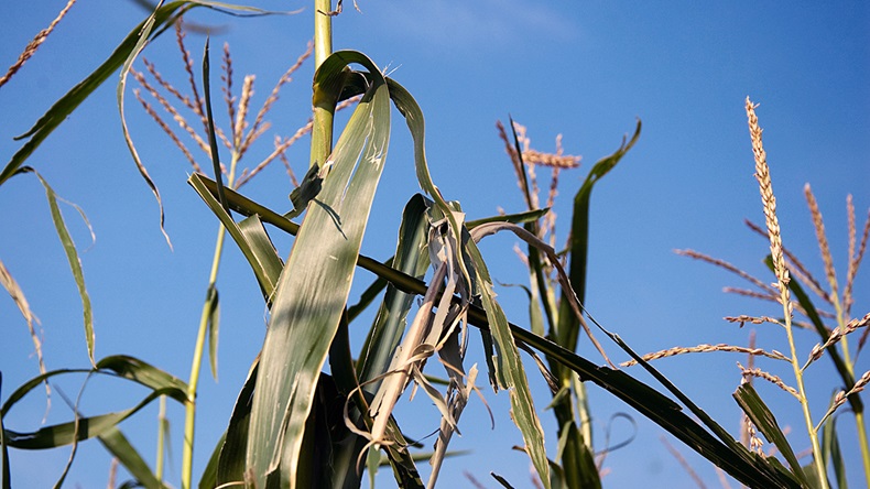 Hail-damaged corn (Alexey Kudinov/Shutterstock.com)