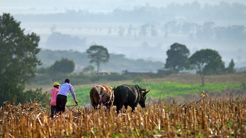 Kenyan farmers (Byelikova Oksana/Shutterstock.com)