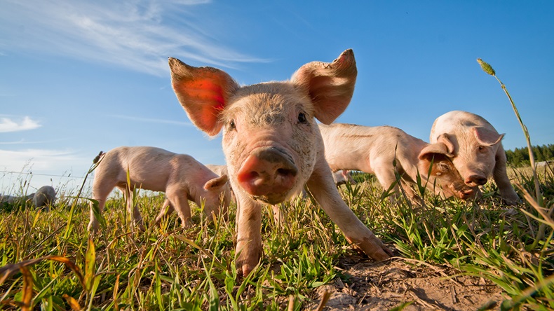 Pigs (talseN/Shutterstock.com)