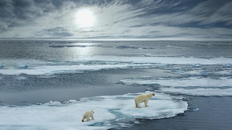 Polar bears (FloridaStock/Shutterstock.com)