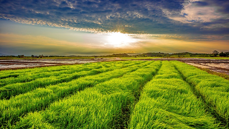 Rice field (opportunity_2015/Shutterstock.com)