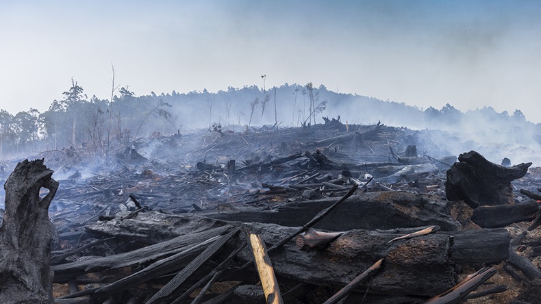 Australia bushfire (2020) (Jamen Percy/Shutterstock.com)